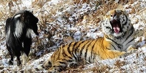 Aneh, Harimau Ini Jadikan Kambing Makanannya Sebagai Sahabat