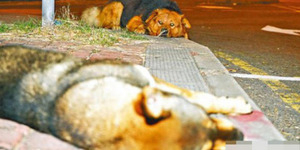 Anjing Setia Jaga Mayat Teman Mati Ditabrak Mobil