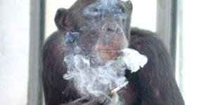 Biarkan Simpanse Merokok, Kebun Binatang Amerika Diprotes