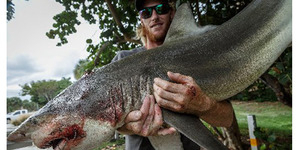 Diserang Hiu, Nelayan Florida Balas Dendam