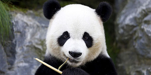Ilmuwan Berhasil Ketahui Bahasa Komunikasi Panda
