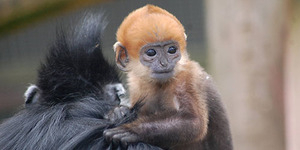 Langka, Inilah Jenis Monyet yang Lahir Berwarna Oranye