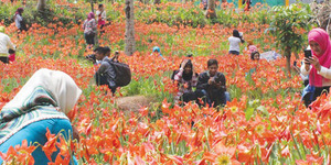 Pemilik Taman Bunga Amarilis Raup Rp 5 Juta Sehari