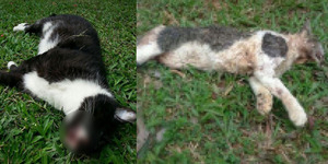 16 Kucing Mati Dicekik, Polisi Singapura Buru Pelakunya