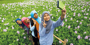 Bunga Eceng Gondok Di Yogyakarta Jadi Sasaran Selfie