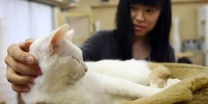 Penyiksa Hewan di Shanghai Dipaksa Makan Kotoran Kucing