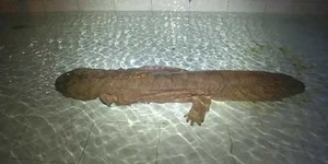 Salamander Raksasa Berusia 200 Tahun Ditemukan di China