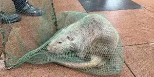 Tikus Sepanjang Satu Meter Gegerkan Warga China