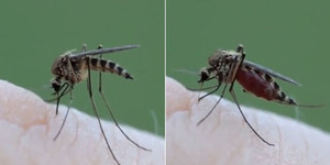 Video 'Ngeri' Nyamuk Sedang Menghisap Darah