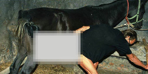 Zoophilia Bikin Pria di Swiss Gemar Memperkosa Kuda