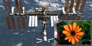 Astronot Berhasil Tumbuhkan Bunga Pertama di Antariksa
