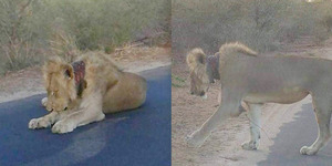 Singa Sekarat Cari Bantuan di Jalanan, Lehernya Kena Jerat