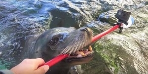Aksi Mengagumkan Singa Laut Berenang Sambil Bawa GoPro