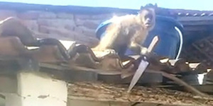 Aksi Monyet Mabuk Bawa Pisau Teror Warga Brasil