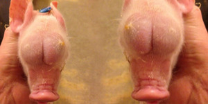 Babi Mutan Rekayasa Genetik, Punya Buah Zakar di Kepala