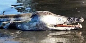 Buaya Berkepala Lumba-lumba Hebohkan Warga Australia