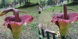 Bunga Bangkai di Kebun Raya Rusak Bukti Orang Indonesia Biadab