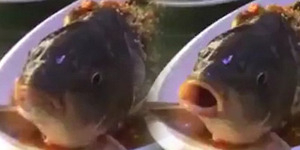 Ikan Dimasak Siap Makan Hidup Lagi, Mulutnya Megap-megap
