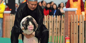 Imlek, Karyawan di Tiongkok Dapat Bonus Babi Rp 373 Juta