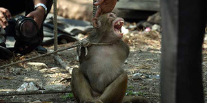 Monyet Pencuri di India Ditangkap, Diikat Seperti Penjahat