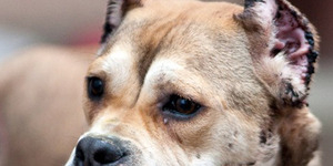 Mutilasi Ratusan Anjing, 26 Pemburu & Dokter Ditangkap