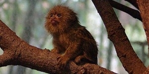 Peliharaan Orang Kaya China, Monyet Langka Sebesar Jempol