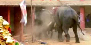 Video Gajah Liar Ngamuk Rusak Rumah Warga India