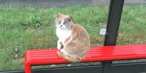 Warga Inggris Berduka, Kucing 'Penunggu Halte Bus' Missy Meninggal