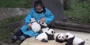 Wow! Gaji Pengasuh Panda di China Rp 400 Juta
