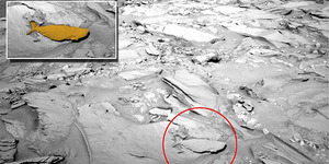 Ditemukan Fosil Hiu di Mars?