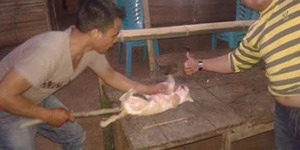 Bantai Kucing, 2 Pemuda ini Bangga Pamerkan di Facebook