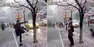 Warga Tiongkok Murka Turis Rusak Bunga Sakura Demi Selfie
