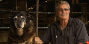 Anjing Tertua 'Maggie' Mati di Umur 133 Tahun