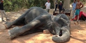 Kelelahan Bawa Turis, Gajah di Kamboja Mati