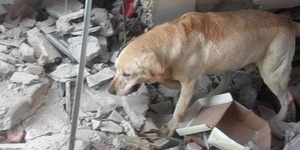 Usai Selamatkan 7 Korban Gempa, Anjing Ini Stroke Lalu Mati