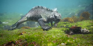 Video: Godzilla, Iguana Laut di Kepulauan Galapagos