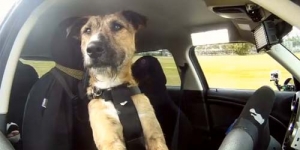 Porter, Anjing Pertama di Dunia yang Bisa Mengemudi Mobil